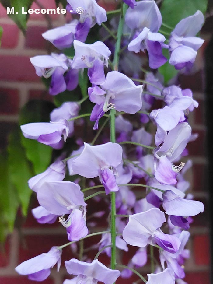 Wisteria sp.