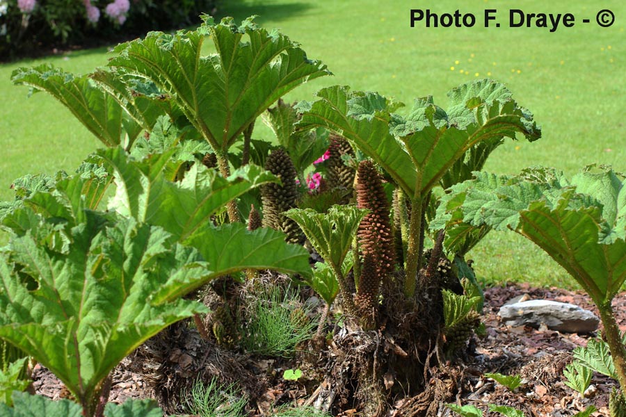 Gunnera manicata