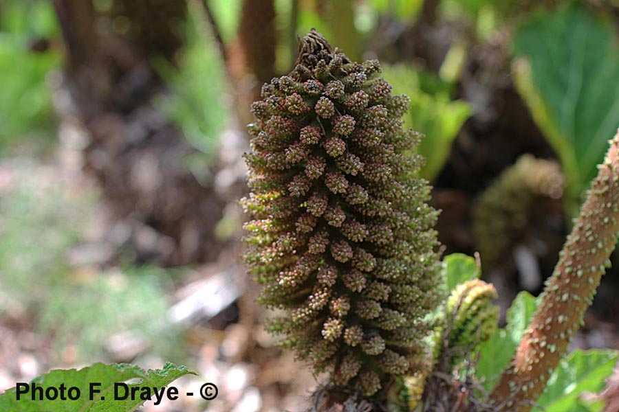 Gunnera manicata