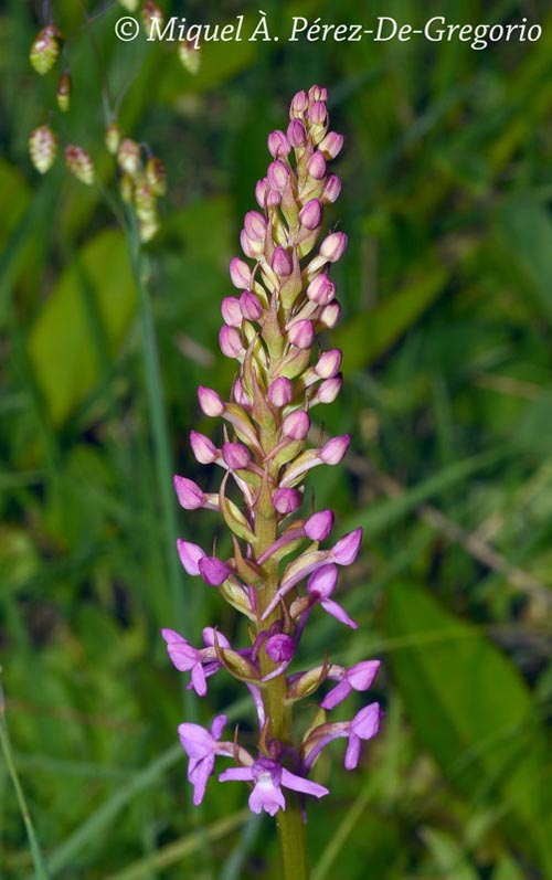 Gymnadenia conopsea (orchis moucheron)