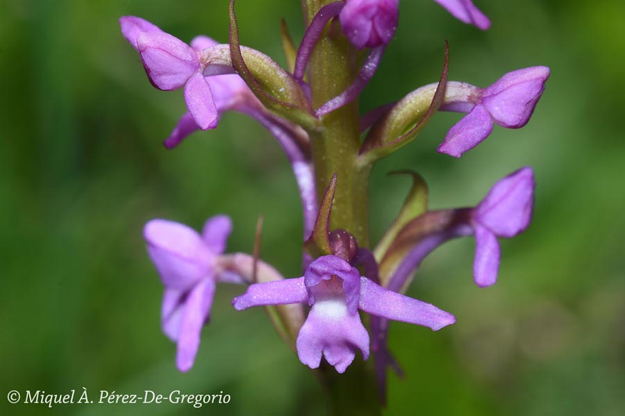 Gymnadenia conopsea (orchis moucheron)