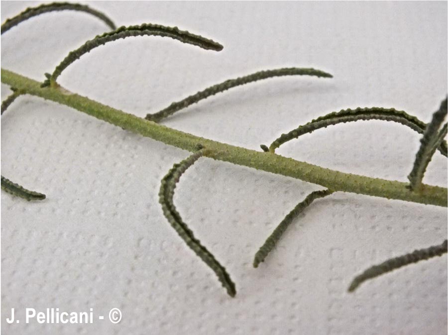 Haplophyllum tuberculatum (haplophylle tuberculé)