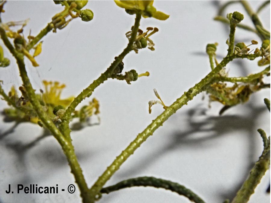 Haplophyllum tuberculatum (haplophylle tuberculé)