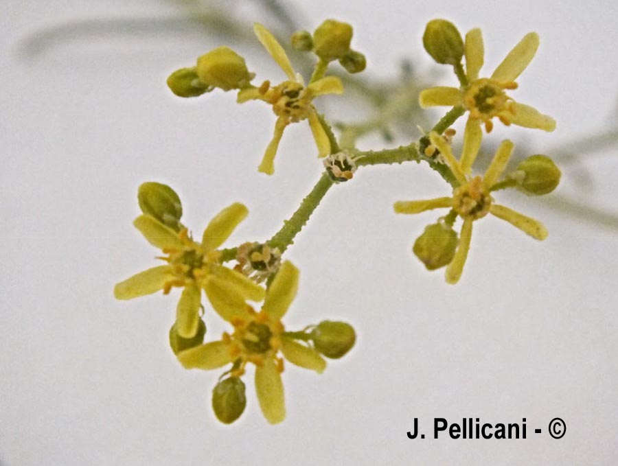 Haplophyllum tuberculatum (haplophylle tuberculé)