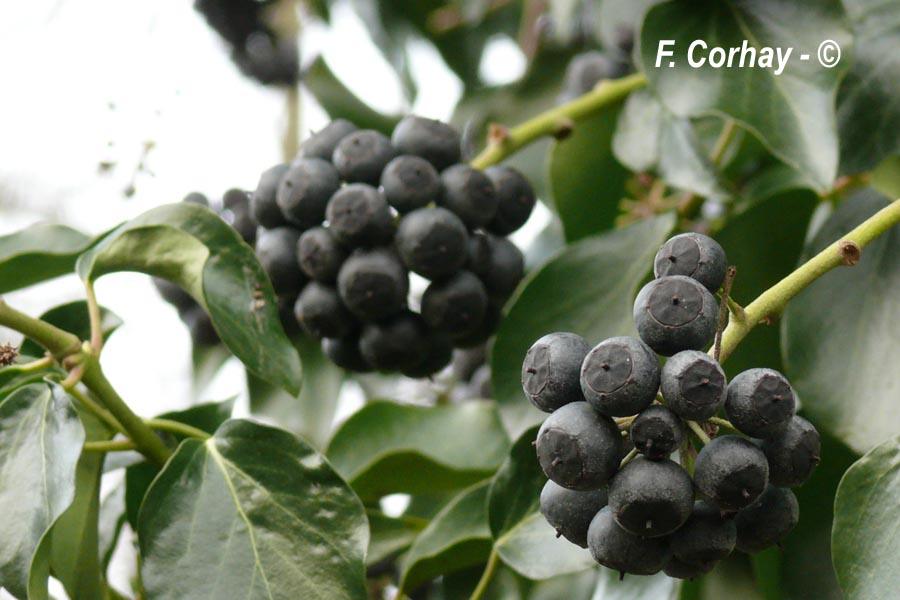 Hedera helix (lierre grimpant)
