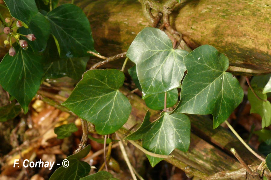 Hedera helix (lierre grimpant)