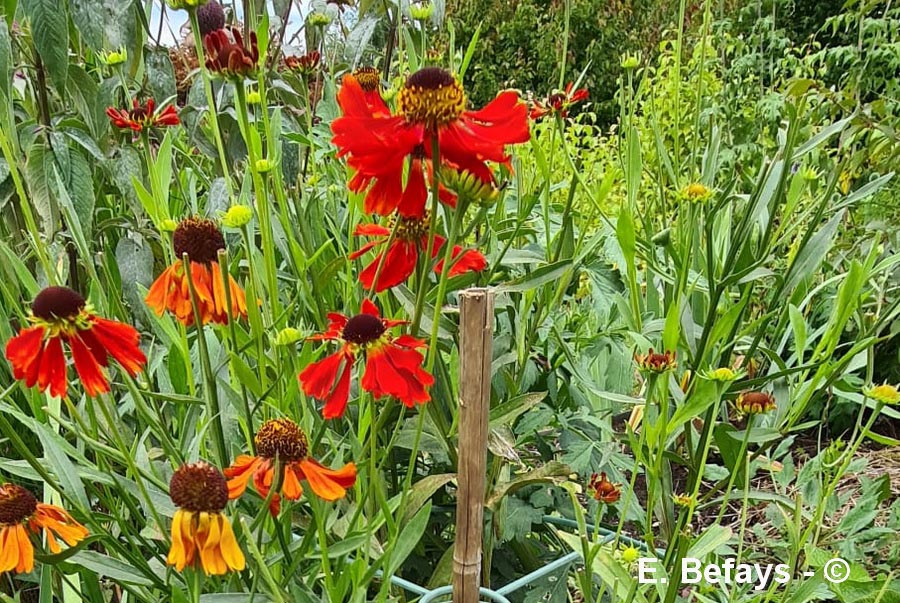 Helenium "Red Army"
