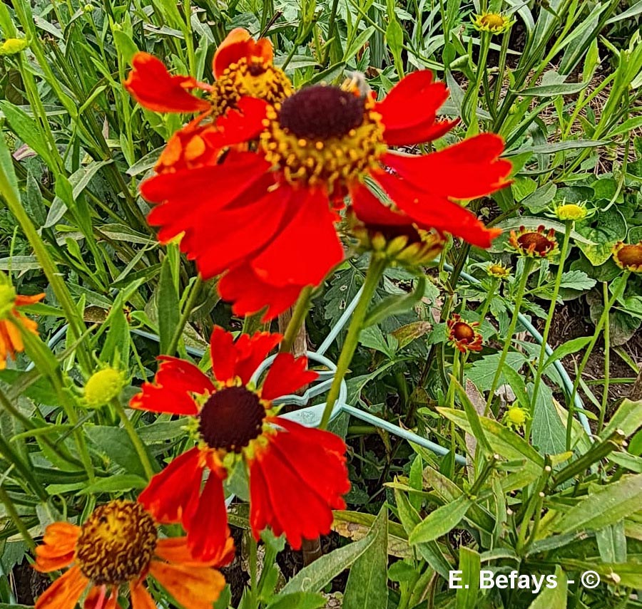 Helenium "Red Army"