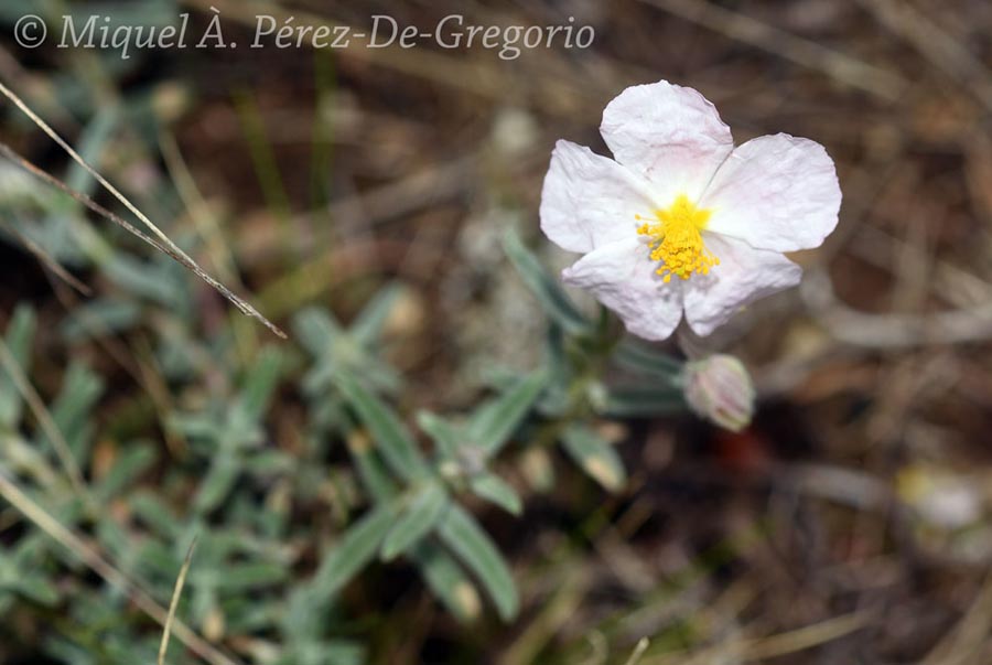 Helianthemum apenninum (hélianthème des Apennins)