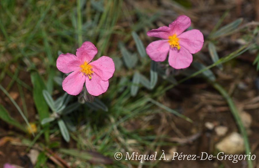 Helianthemum apenninum (hélianthème des Apennins)