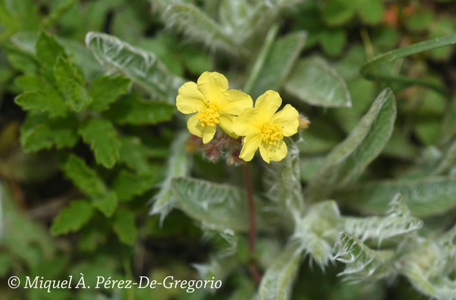 Helianthemum oleandicum (hélianthème d'Oeland)