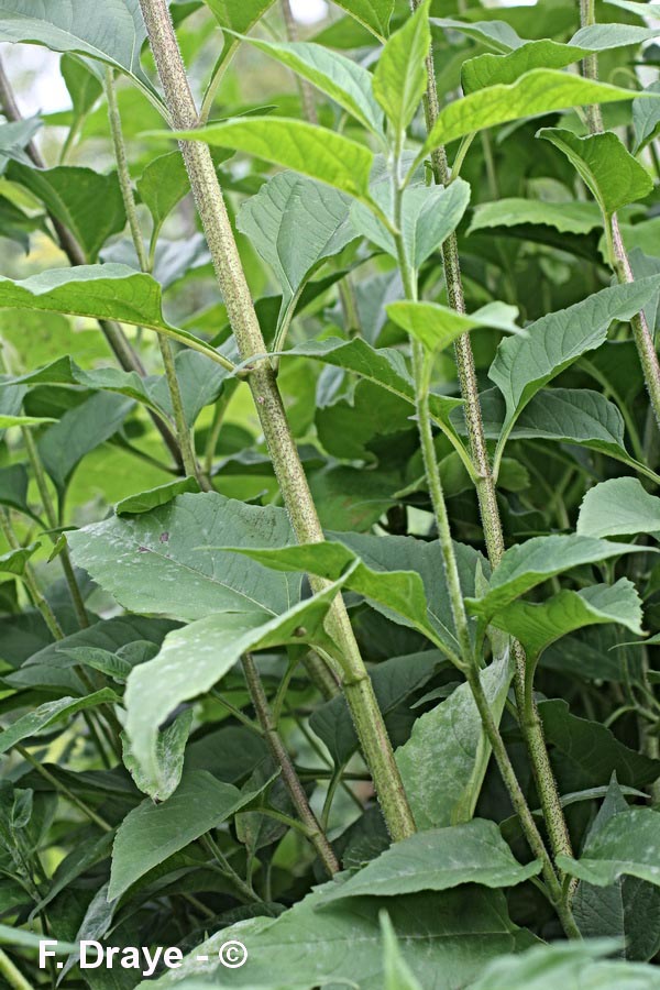 Helianthus tuberosus (topinambour)