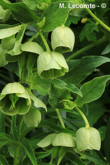 Helleborus foetidus