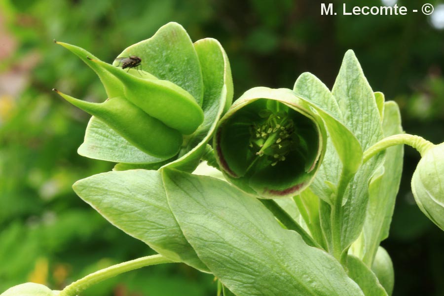 Helleborus foetidus