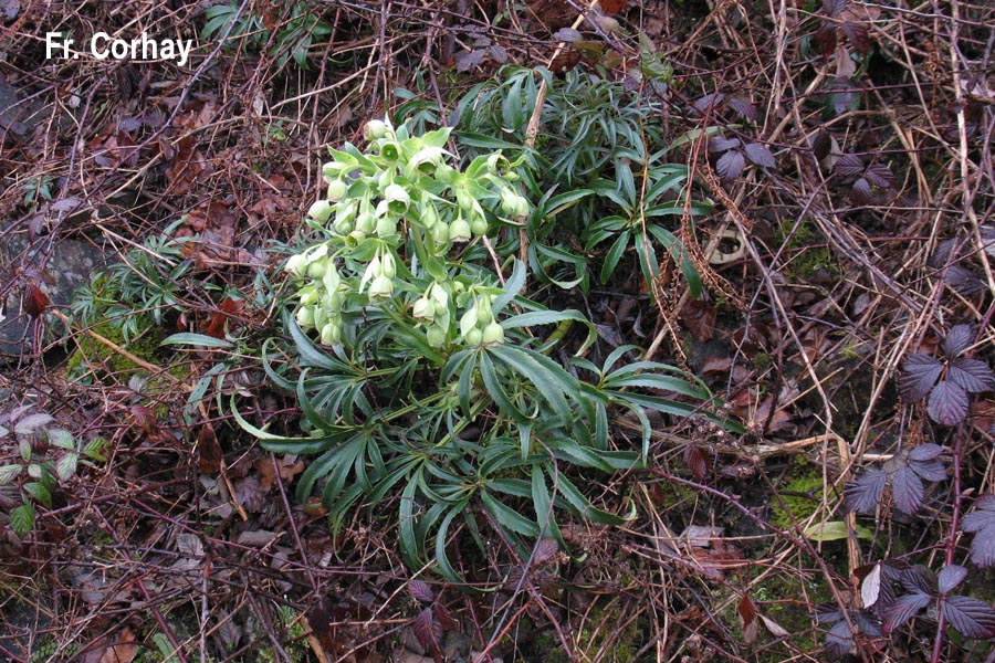 Helleborus foetidus