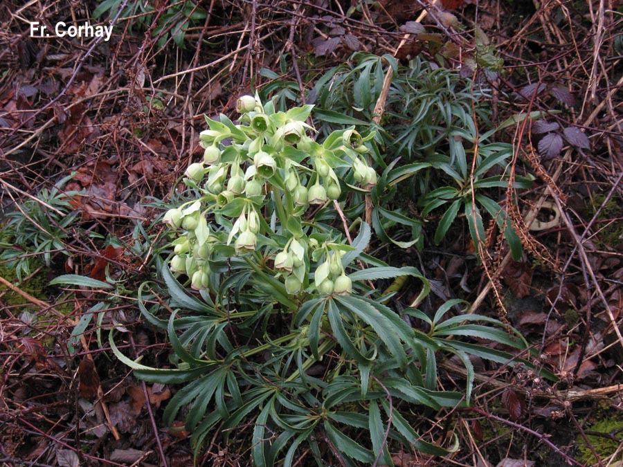 Helleborus foetidus