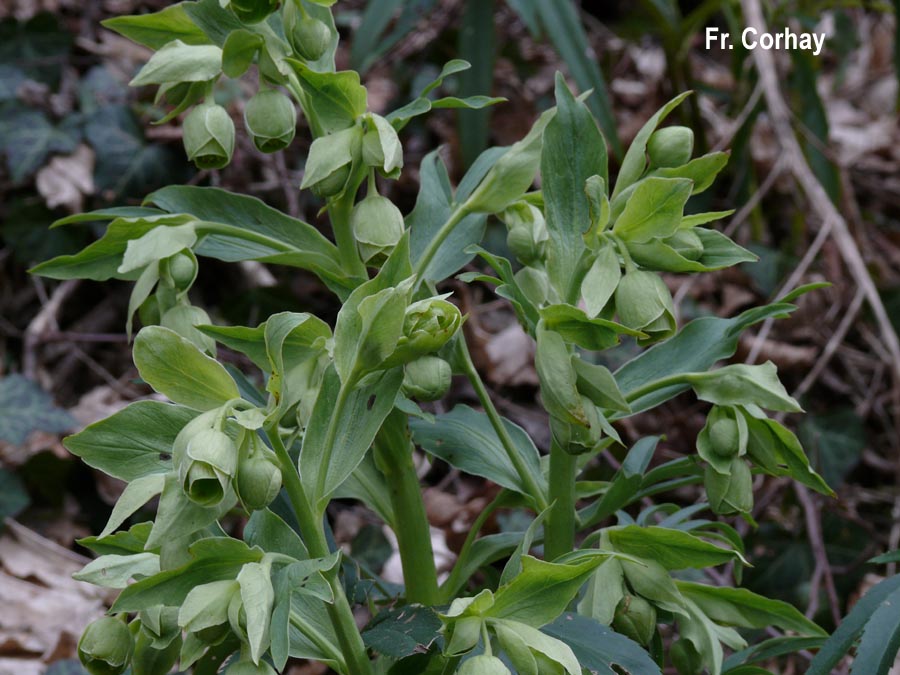 Helleborus foetidus