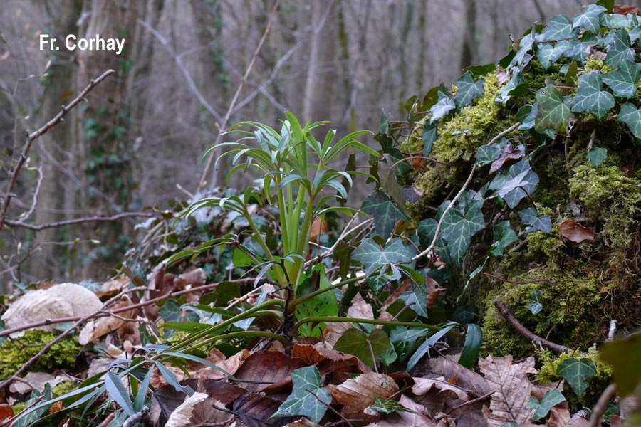 Helleborus foetidus