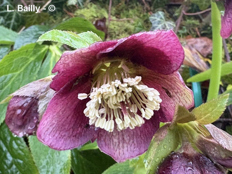 Helleborus niger