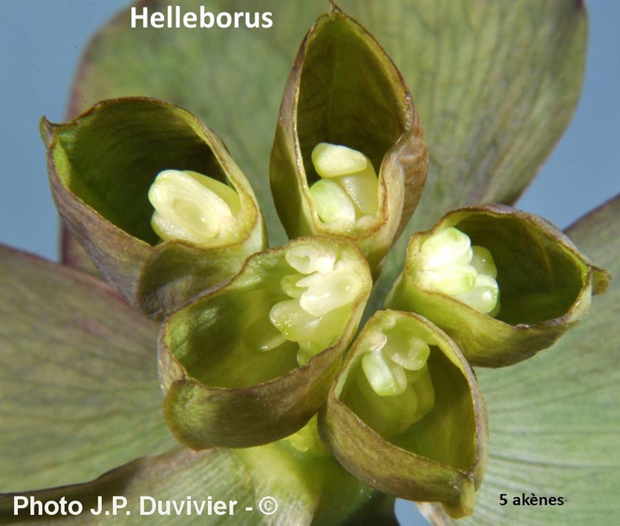 Helleborus sp.