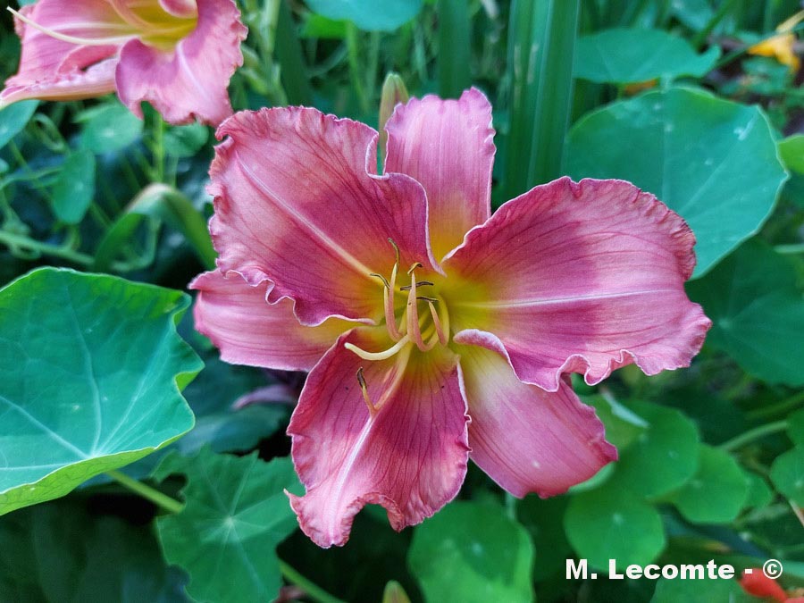Hemerocallis x cultivar