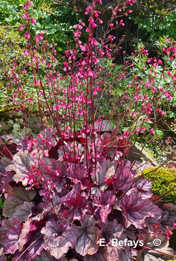 Heuchera sanguinea (heuchère sanguine)
