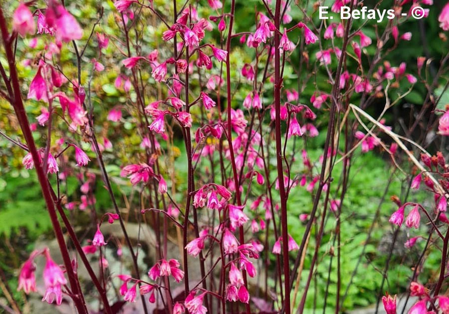 Heuchera sanguinea