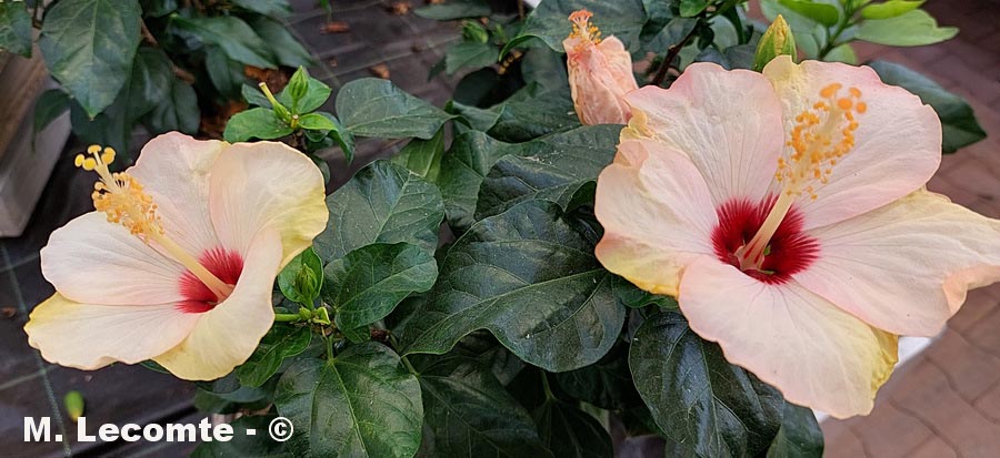 Hibiscus mutabilis (hibiscus)