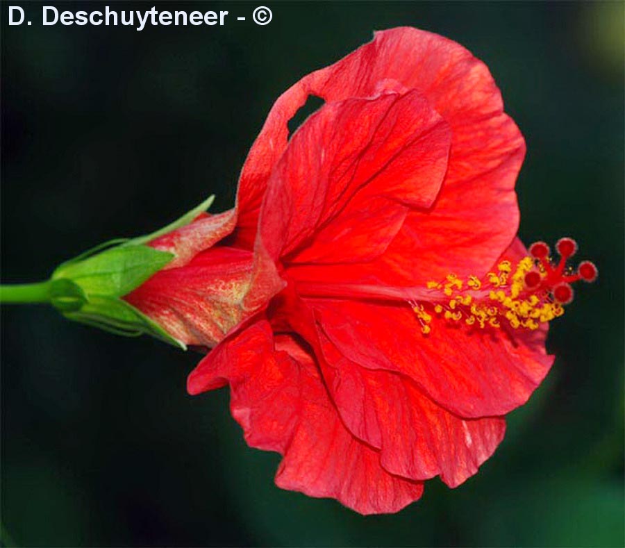 Hibiscus rosa-sinensis (hibiscus rose-de-chine)