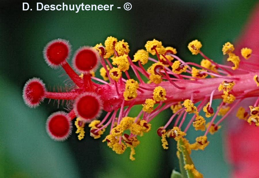 Hibiscus rosa-sinensis (hibiscus rose-de-chine)