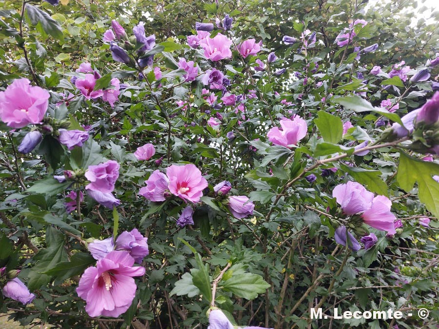 Hibiscus syriacus