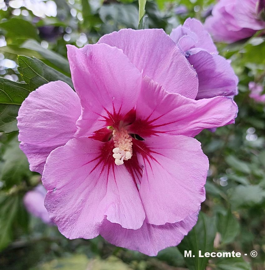 Hibiscus syriacus
