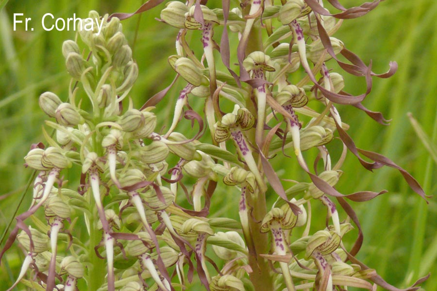 Himantoglossum hircinum