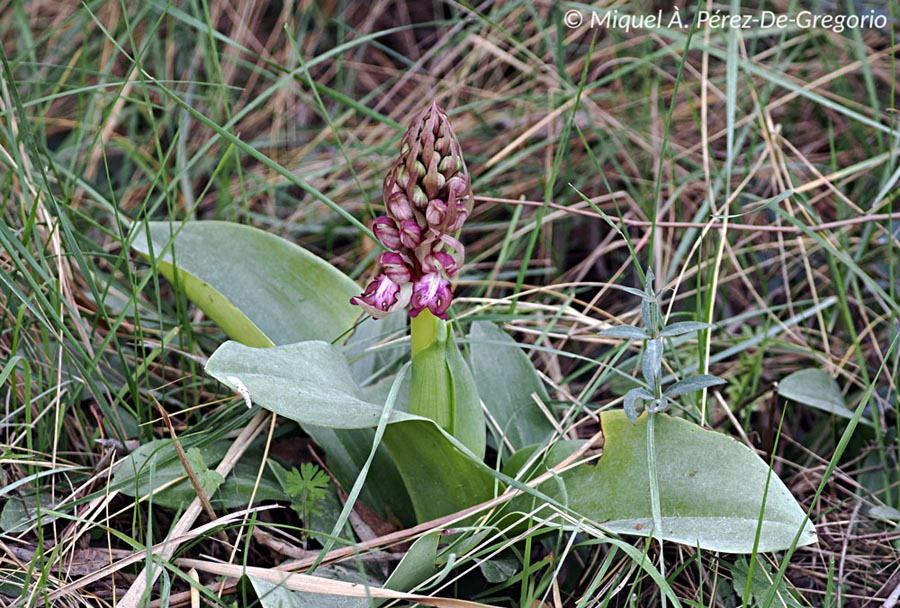 Himantoglossum robertianum