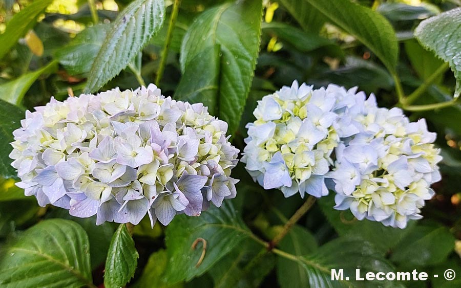 Hydrangea macrophylla