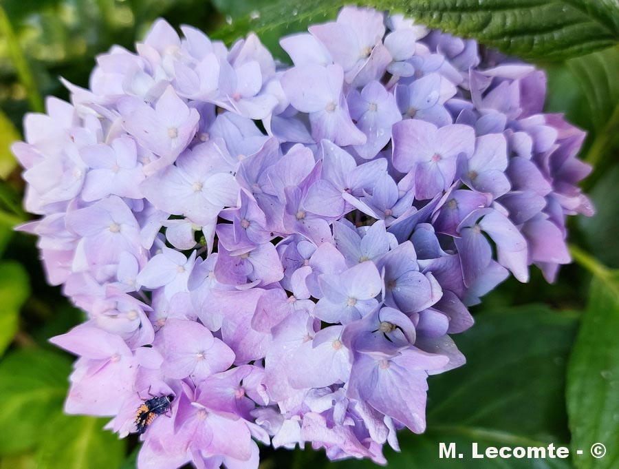 Hydrangea macrophylla