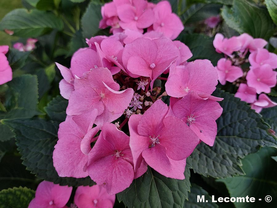 Hydrangea macrophylla "Benelux"