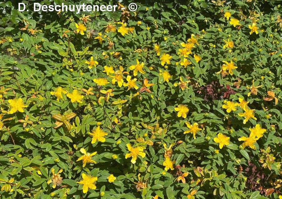 Hypericum calycinum (millepertuis à calice persistant)