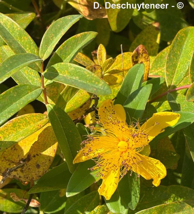 Hypericum calycinum (millepertuis à calice persistant)