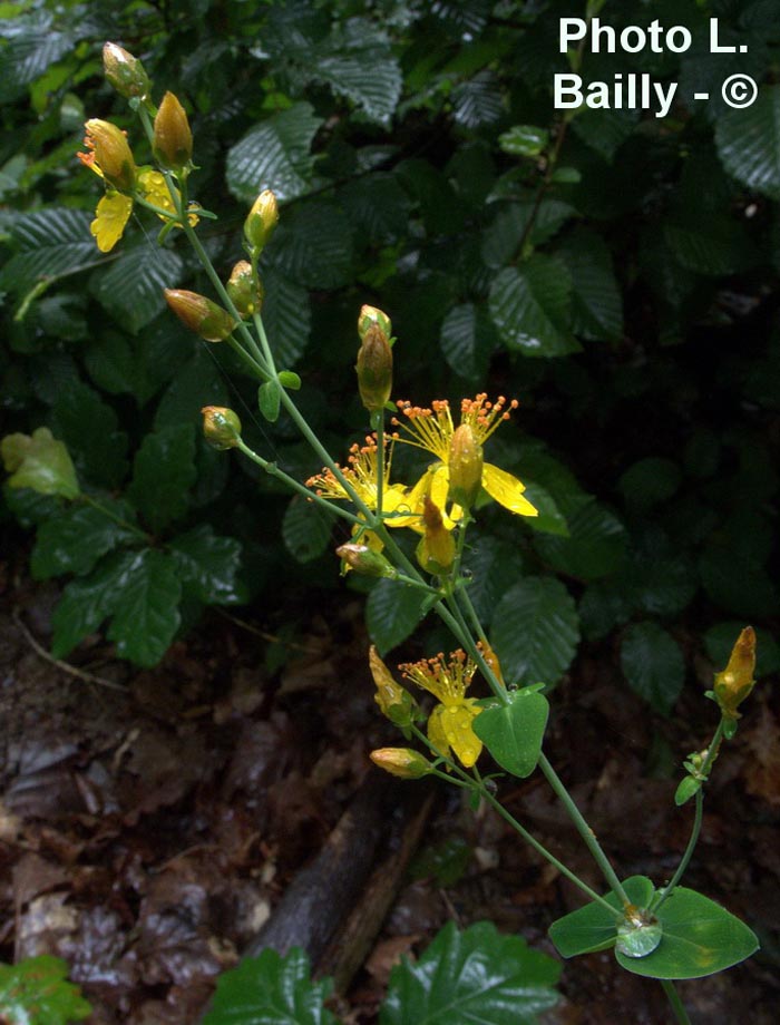 Hypericum pulchrum