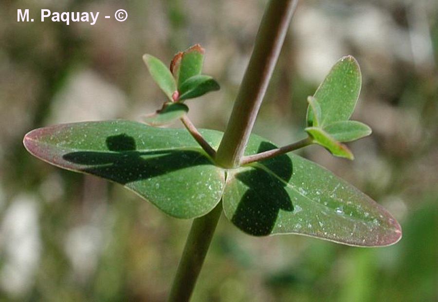 Hypericum pulchrum