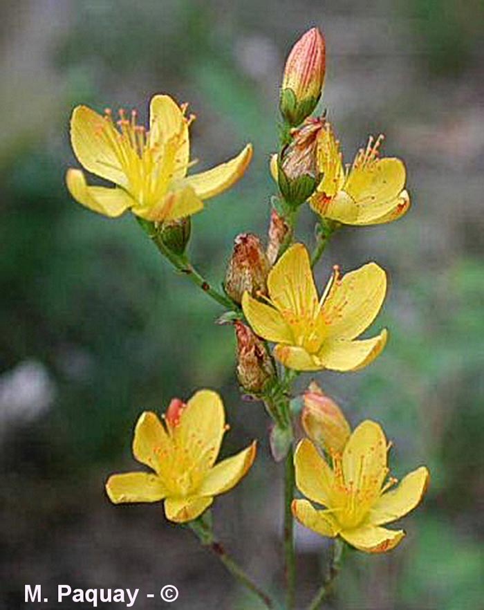 Hypericum pulchrum