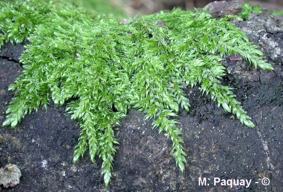 Hypnum cupressiforme (hypne cyprès)