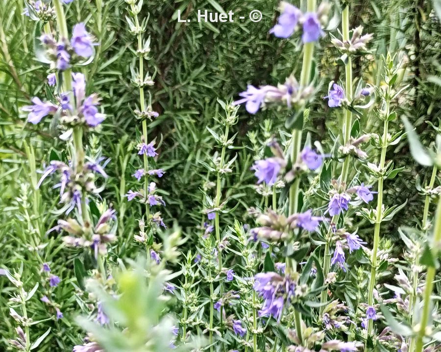 Hyssopus officinalis