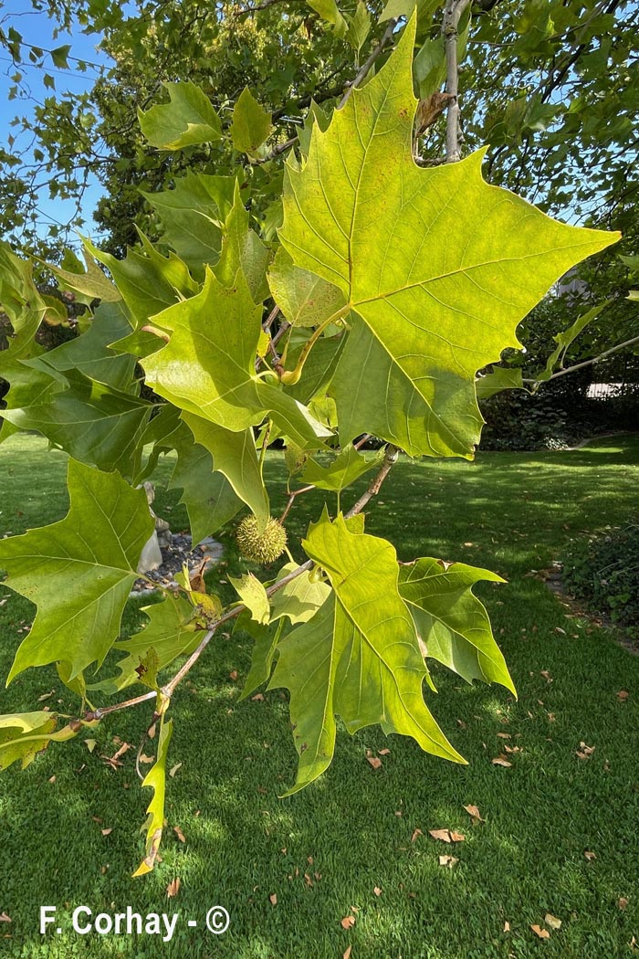 Platanus × hispanica (platane)