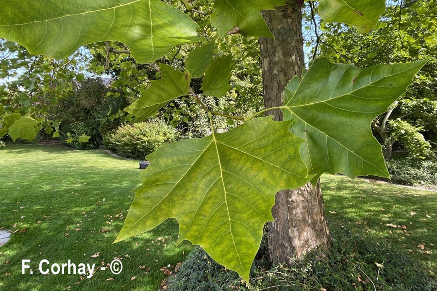 Platanus × hispanica (platane)