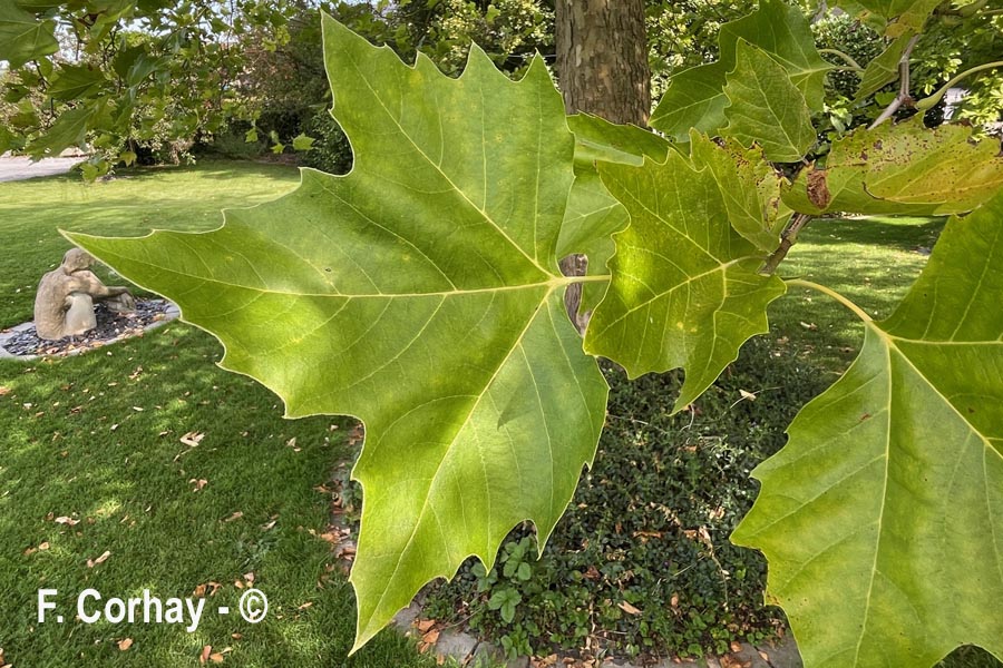 Platanus × hispanica (platane)