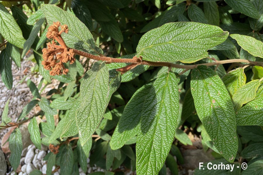 Viburnum lantana (viorne lantane, viorne mancienne)