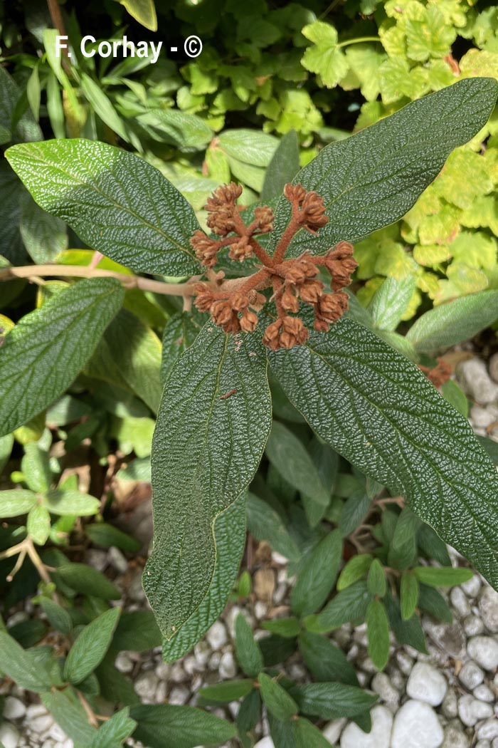 Viburnum lantana (viorne lantane, viorne mancienne)