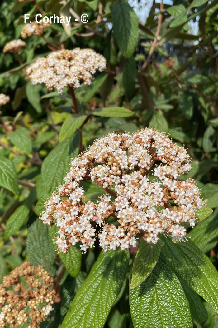Viburnum lantana (viorne lantane, viorne mancienne)
